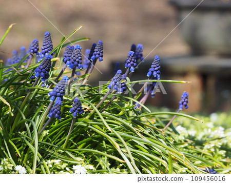 Spring flower bed blue flowers Muscari 109456016