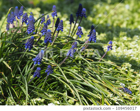 Spring flower bed blue flowers Muscari 109456017