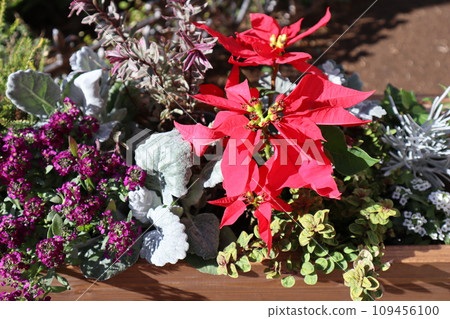 Planting mini poinsettias Planting mini poinsettias 109456100