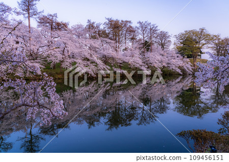 [Niigata Prefecture] Cherry blossoms in full bloom, night view of Takada Castle Ruins Park in spring 109456151