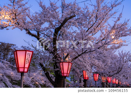 [Niigata Prefecture] Cherry blossoms in full bloom, night view of Takada Castle Ruins Park in spring 109456155