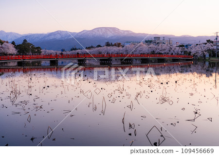 [Niigata Prefecture] Cherry blossoms in full bloom, evening view of Takada Castle Ruins Park in spring 109456669