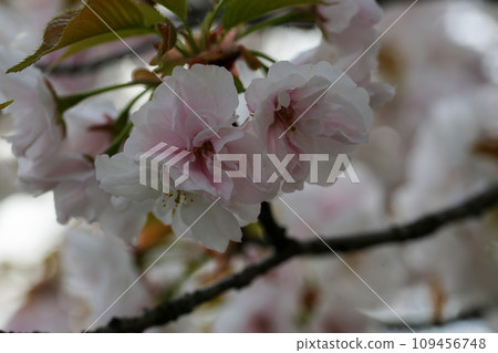 Cherry Blossom	 109456748