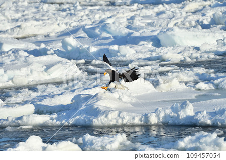 Steller's sea eagle, drift ice of Rausu, Shiretoko peninsula, Hokkaido Steller's sea eagle, drift ice of Rausu, Shiretoko peninsula, Hokkaido 109457054