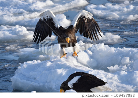 Steller's sea eagle, drift ice of Rausu, Shiretoko peninsula, Hokkaido Steller's sea eagle, drift ice of Rausu, Shiretoko peninsula, Hokkaido 109457088