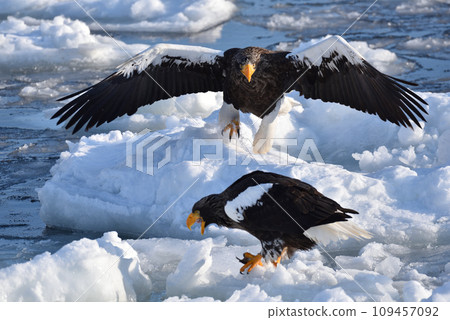 Steller's sea eagle, drift ice of Rausu, Shiretoko peninsula, Hokkaido 109457092