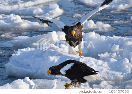 Steller's sea eagle, drift ice of Rausu, Shiretoko peninsula, Hokkaido 109457093