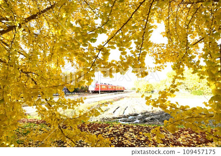 華麗的黃葉和紅色的火車 109457175