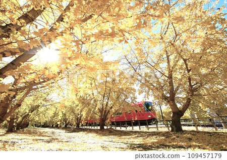 華麗的黃葉和紅色的火車 華麗的黃葉和紅色的火車 109457179