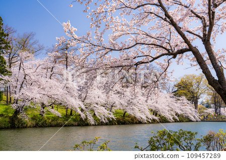 【新潟縣】櫻花盛開，春天的高田城跡公園 109457289