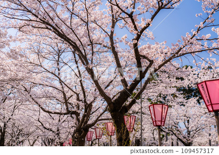 【新潟縣】櫻花盛開，春天的高田城跡公園 109457317