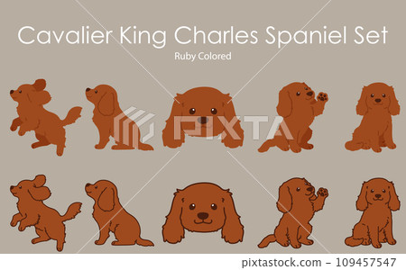 Simple and cute ruby-colored Cavalier King Charles Spaniel illustration set with and without main lines 109457547