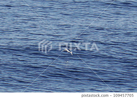 Flying fish Flying fish 109457705