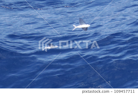 飛魚 飛魚 109457711