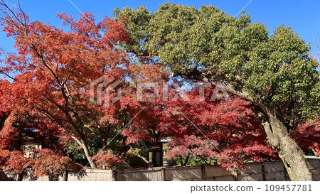 Autumn leaves at the tea room "Jonantei" shining against the blue sky (Okazaki Park/Okazaki City, Aichi Prefecture) Autumn leaves at the tea room "Jonantei" shining against the blue sky (Okazaki Park/Okazaki City, Aichi Prefecture) 109457781