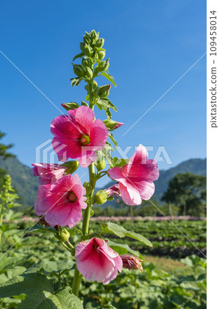 Pink hollyhock flower or Alcea rosea in the garden. 109458014