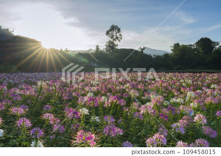 Beautiful colorful spider flowers blossom in the flower field. 109458015