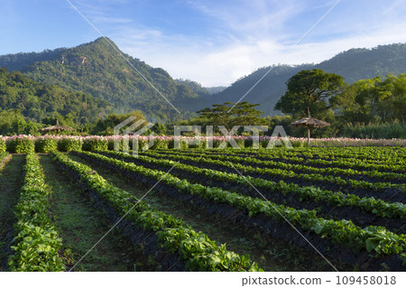Strawberry field and colorful spider flowers blossom in the flower field. Strawberry field and colorful spider flowers blossom in the flower field. 109458018