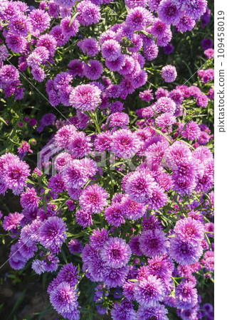 Purple Margaret flower farm. Purple Margaret flower farm. 109458019