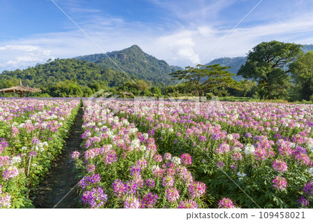 Beautiful colorful spider flowers blossom in the flower field and big mountain. Beautiful colorful spider flowers blossom in the flower field and big mountain. 109458021