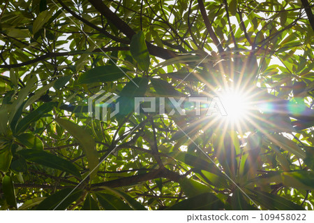 sunlight through green tree. sunlight through green tree. 109458022