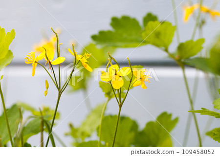 Yellow flowers of Chelidonium majus, the greater celandine, 109458052