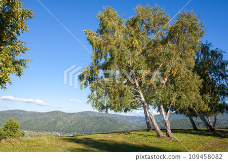 Altai landscape photo taken on a sunny summer day, birch trees 109458082
