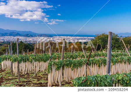 （靜岡縣）在箱根西部的干蘿蔔 109458204