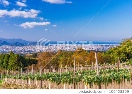 (Shizuoka Prefecture) Dried radish at the western foot of Hakone 109458209