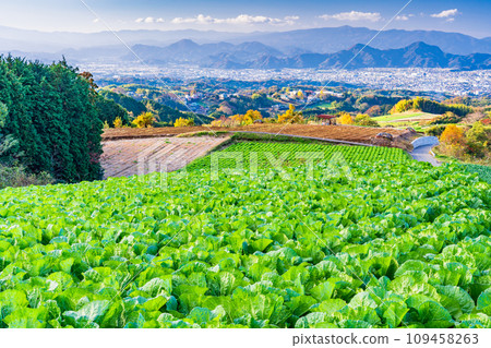 (Shizuoka Prefecture) Chinese cabbage field at the western foot of Hakone (Shizuoka Prefecture) Chinese cabbage field at the western foot of Hakone 109458263