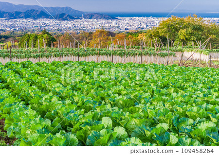 (Shizuoka Prefecture) Chinese cabbage field at the western foot of Hakone 109458264