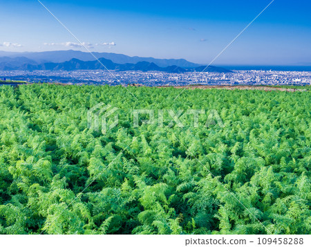 (Shizuoka Prefecture) Carrot field at the western foot of Hakone (Shizuoka Prefecture) Carrot field at the western foot of Hakone 109458288