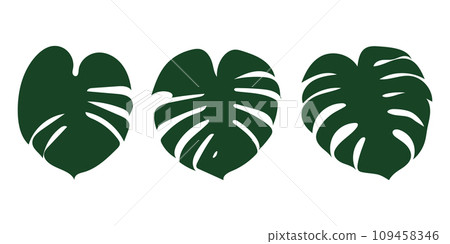 green monstera leaf highlighted on a white background. green monstera leaf highlighted on a white background. 109458346