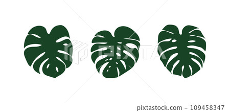 green monstera leaf highlighted on a white background. 109458347