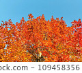秋天的楓葉和藍天 231206 109458356