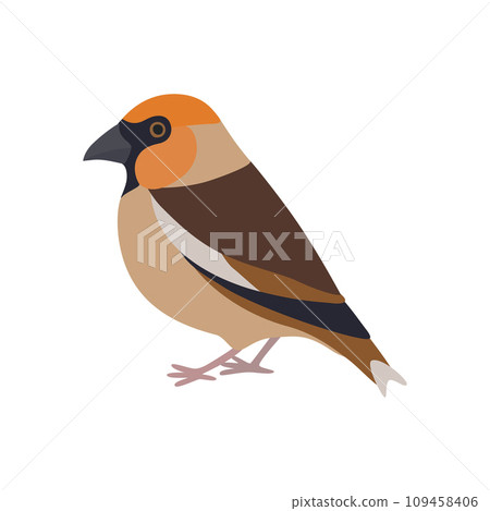 Hawfinch, illustration, vector on white background 109458406