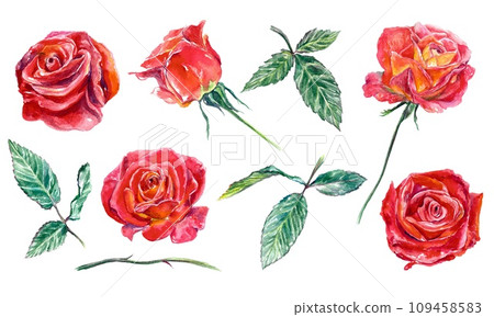 Set of flowers and leaves of red roses. Watercolor illustration isolated on white background. Greeting cards, wedding invitations, Valentines day. 109458583