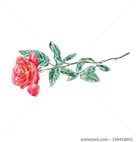 Red rose with green leaves. Watercolor illustration isolated on white background. Valentines Day greeting cards, wedding invitations, covers, stickers 109458601