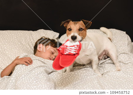 Dog steals slippers to wake up an owner sleeping in bed 109458752