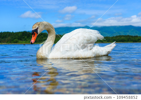 一隻優雅的疣鼻天鵝在清澈的池塘裡游泳 109458852