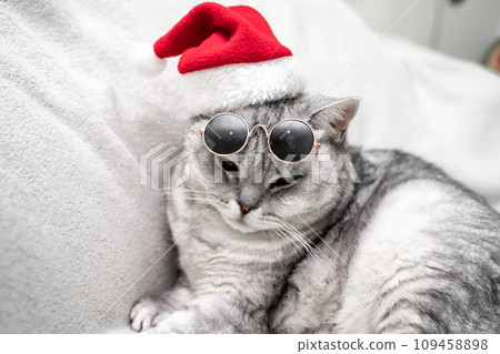 Christmas cat in a red santa hat and dark glasses sits on a white background. Pets, Christmas stories with pets. Christmas cat in a red santa hat and dark glasses sits on a white background. Pets, Christmas stories with pets. 109458898