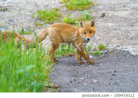 海灘上的小紅狐狸－北海道可愛的野生動物 109459322