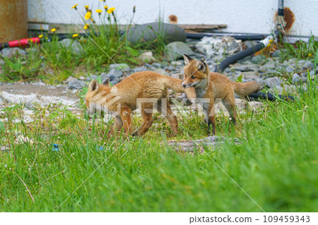Baby red foxes on the beach - Hokkaido's cute wild animals Baby red foxes on the beach - Hokkaido's cute wild animals 109459343