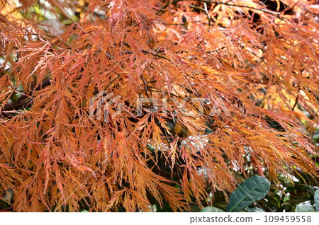 日本楓樹，田置山，無患子科 109459558