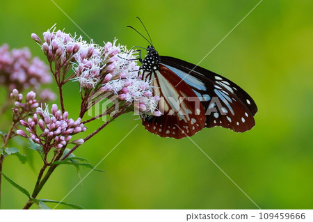 從台灣起飛的 Asagi 鱈魚 109459666