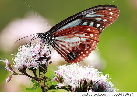 從台灣起飛的 Asagi 鱈魚 109459684