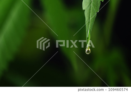 CBD oil dripping from hemp leaf. CBD oil extract. Medical cannabis sativa extraction. Hemp herbal medicine. 109460574