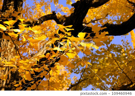 Ginkgo shining golden color 109460946