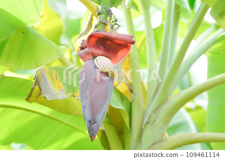 banana or banana plant, banana tree or banana blossom 109461114