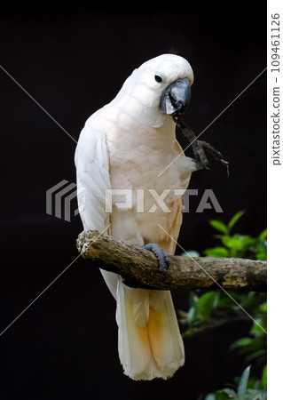 moluccan cockatoo bird is eatting in garden moluccan cockatoo bird is eatting in garden 109461126